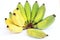 Bananas that are going to be cooked are greenish yellow on a white background