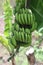 bananas green grow unripe in the jungle close up