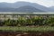 Bananas growing with a background of mountains in Crete, Greece.