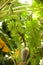 Bananas growing on a banana tree