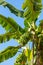 Bananas growing on a banana tree