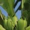 Bananas growing to ripen.