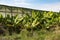 Bananas growing under plastic and outdoors. Malia bananas famous in Crete.