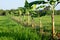 Bananas grown in a row according to a rice paddy