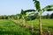 Bananas grown in a row according to a rice paddy