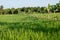 Bananas grown in a row according to a rice paddy