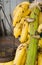 Bananas hanging on their stem