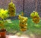 Bananas hung to ripen at a home in the southern caribbean