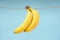 Bananas on light blue background, vertical still life