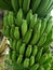 Bananas are one of the nutritious and nutritious healthy foods, especially for athletes