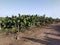 Bananas orchard and sky