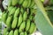 Bananas organic green color on tree background agriculture fresh