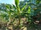 Bananas plant