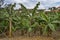 Bananas plantation in Rwanda.