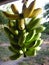 Bananas Ripening