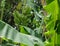 Bananas ripening on a tree in Cozumel