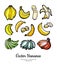 Bananas set vector isolated. Whole chopped banana slices bunch. Yellow green red fruits collection hand drawn vegetarian