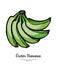 Bananas set vector isolated. Whole green banana bunch. Sweet fruit collection hand drawn. Food vegetarian logo icon