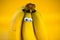 Bananas on a string, yellow background, funny bananas with eyes