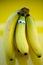Bananas on a string, yellow background, funny bananas with eyes, background