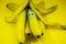 Bananas on a string, yellow background, funny bananas with eyes, background