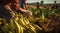 bananas on the tree, banana tree in the garden, harvest for bannanas, close-up of hands picking up of bananas