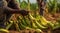 bananas on the tree, banana tree in the garden, harvest for bannanas, close-up of hands picking up of bananas