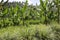 Bananas in the uplands undercropped by lemon grasses.