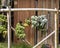 Bananas in various stages of ripening hanging from a bamboo frame on the Island of Maui in the State of Hawaii.