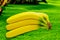 Banane fruit nature tropical yellow background