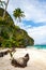 Banca boats on the pristine beach of Entalula island in El nido region of Palawan in the Philippines. Vertical view