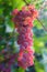 Banch of pink grapes in a garden