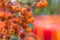 A banches of autumnal rowan berries. Macro blur background