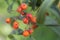 A banches of autumnal rowan berries. Macro blur background