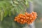 A banches of autumnal rowan berries. Macro blur background