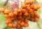 A banches of autumnal rowan berries. Macro blur background