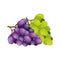 Banches of green and purple grapes