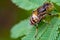 The band-eyed drone fly Eristalinus taeniops on the green leaves.