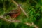 Band-tailed Guan, Penelope argyrotis, rare bird from dark forest Santa Marta mountain, Colombia. Birdwatching in South America. Bi