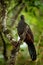 Band-tailed Guan, Penelope argyrotis, rare bird from dark forest Santa Marta mountain, Colombia. Birdwatching in South America. Bi