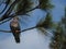 Band-tailed Pigeon, Wild Birds