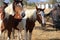 Band of wild American mustang horses Paints Pintos