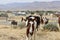 Band of wild American mustang Paint Pinto horses