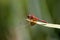 Band-winged Meadowhawk Dragonfly  702758