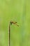 Band-winged Meadowhawk Dragonfly  703413