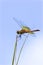 Band-winged Meadowhawk Dragonfly Female    703461