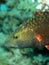 Bandcheek wrasse Oxycheilinus digrammus