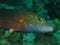 Bandcheek wrasse Oxycheilinus digrammus