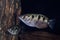 Banded archerfish Toxotes jaculatrix