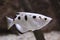 Banded archerfish Toxotes jaculatrix